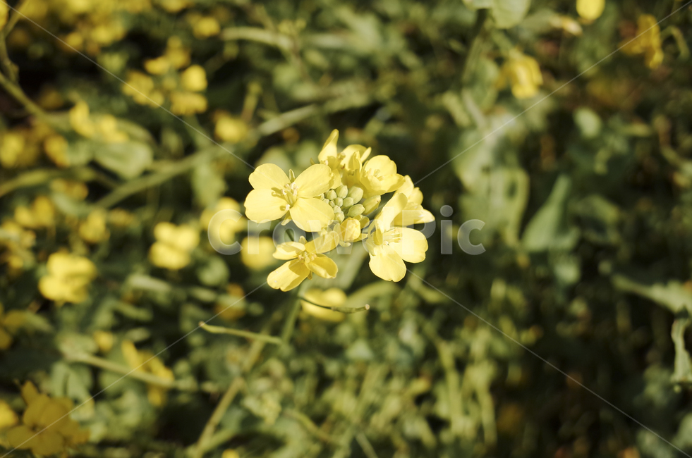 유채꽃,유채,봄꽃,봄,노란꽃,yellow,green,flower,꽃,plant,식물,초록