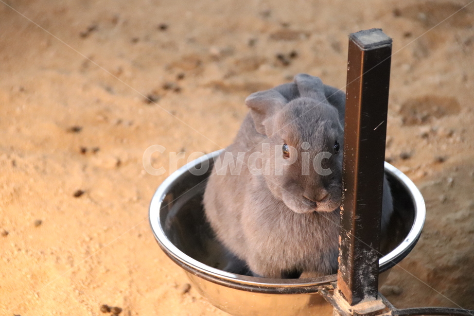 토끼,귀여움,자연,순함,자유로움,동물,animal,포유류,mammal