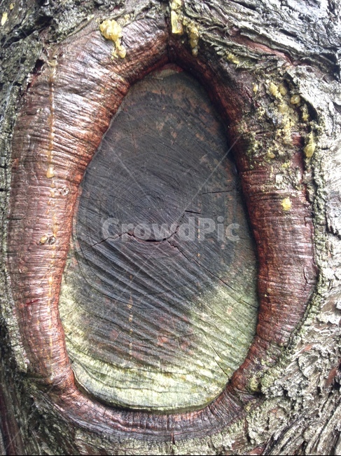 나무,자연,옹이,나이테,세월,나무,trees,wood