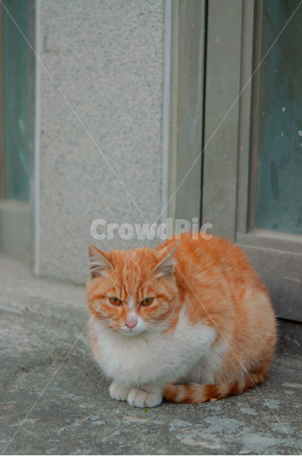 귀여운,수염,털,야생,배경,포유류,고양이,동물,애완동물,cute,beard,fur,wild,background,mammals,cats,animals,pets,동물,animal,포유류,mammal,고양이,cat,kitten,kitty