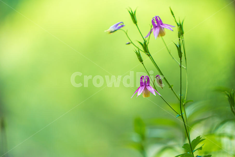 매발톱꽃,화원,자연,식물,꽃,봄꽃,plant,blossom,green,녹색,보라색꽃,flower,식물,자연,plants,nature,꽃,flower