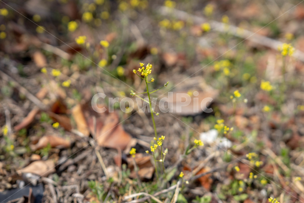 들꽃,꽃,자연,식물,풀,노란,노랑,봄,아름다운,봄,계절,spring,season,식물,자연,plants,nature,꽃,flower,plant,blossom