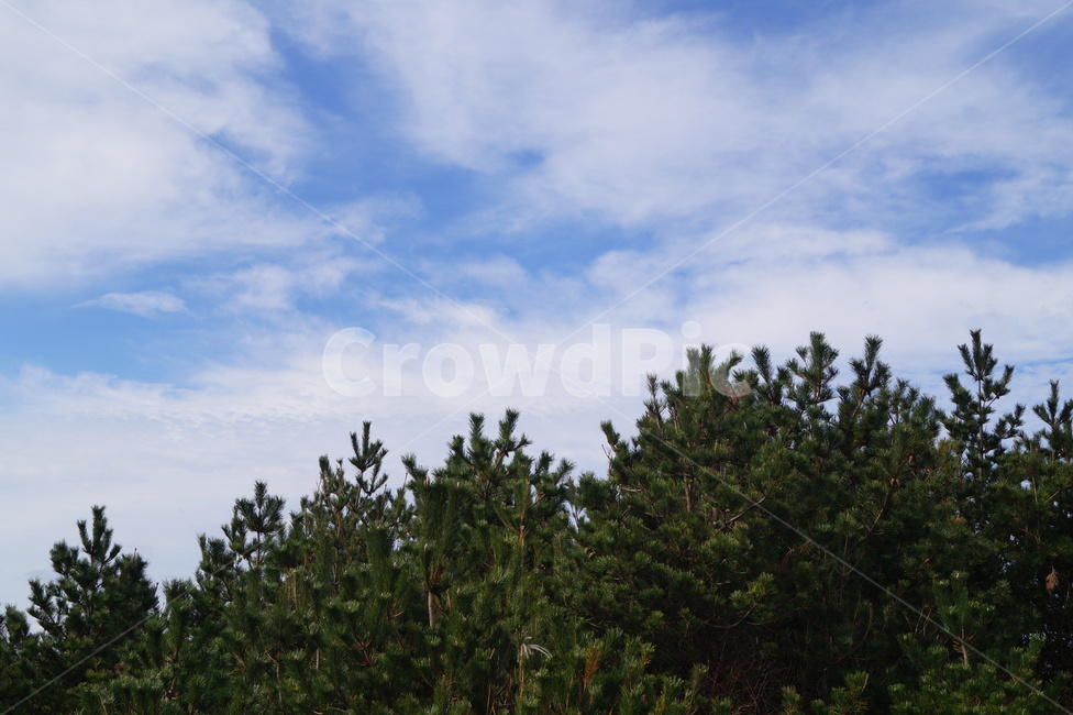 나무,하늘,배경화면,감성,tree,plant,식물,맑은하늘,푸른하늘