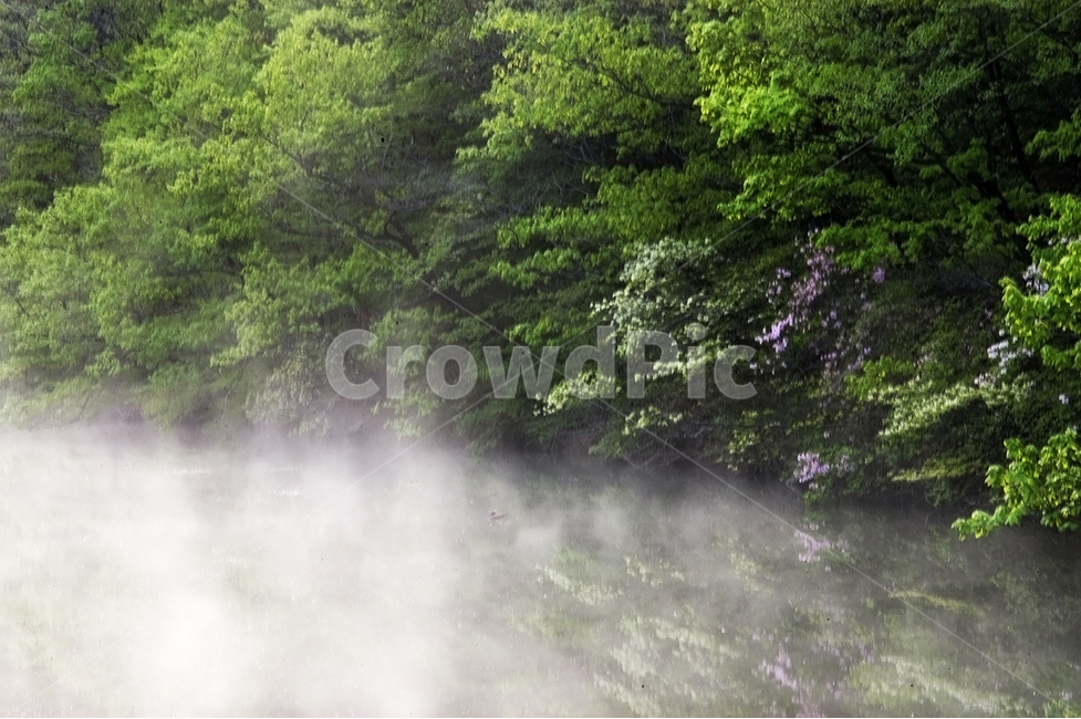 자연,주왕산,주산지,물안개,버드나무,자연,풍경,nature,landscape,weather,날씨,outdoors,옥외