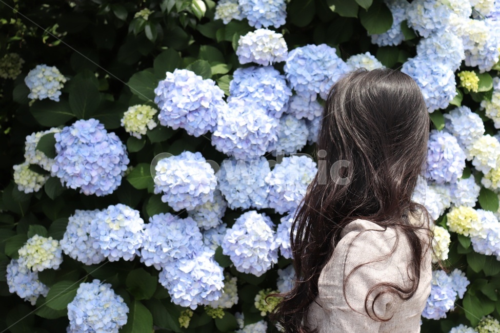 human,인간,식물,plant,hydrangea,수국,꽃,flower,사람,인물,인간,human,person,여성,여자,woman,female,lady,여행,휴가,traveling,vacation,trip