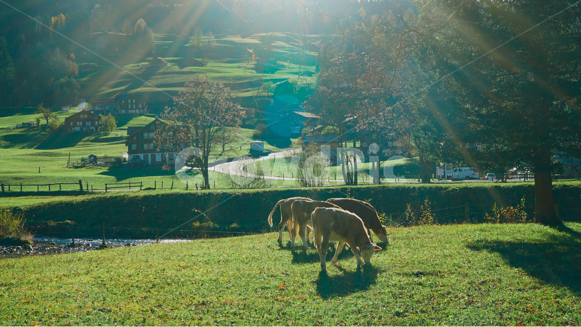 시골,소,마을,한적,농장,자연,cow,시골,마을,풍경,landscape,country,rural,town,해외,외국,세계,foreign,oversea,world,동물,animal,포유류,mammal,휴식,힐링,rest,relaxation,healing,산업,industry,industrial,목축업,목장,livestock farming,ranching,pasture