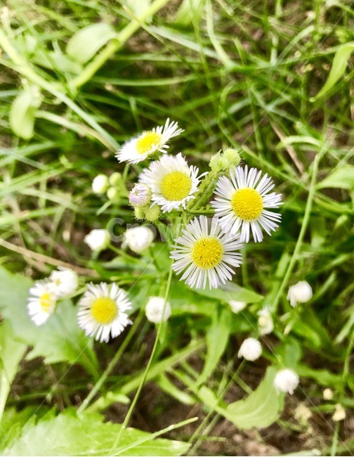 flower,플라워,꽃,자연,식물,식물,자연,plants,nature,꽃,flower