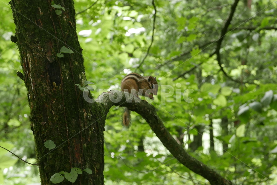 다람쥐,설치류,나무,squirrel,rodents,tree