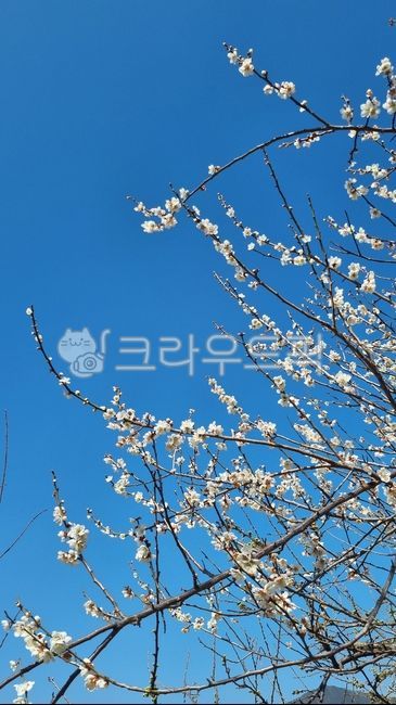매화꽃,매화,꽃,봄꽃,나무,하늘,만개한꽃,tree,파란하늘,맑은하늘,봄,자연,flower,sky