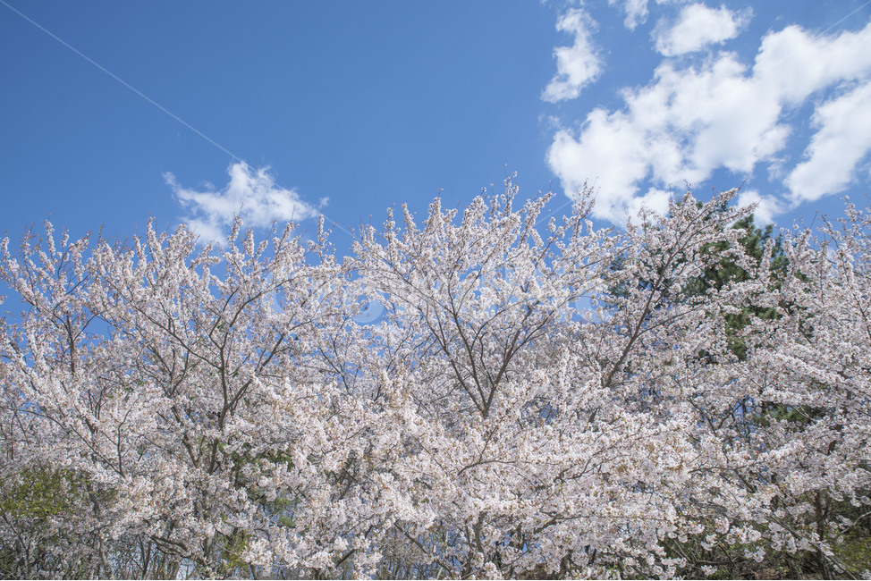 봄,봄꽃,꽃,벚꽃,하늘,봄,계절,spring,season,자연,풍경,nature,landscape,plant,식물