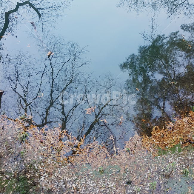호수,물그림자,그림자,가을,겨울,낙엽,자연,풍경,가을,계절,fall,autumn,season,자연,풍경,nature,landscape,plant,식물