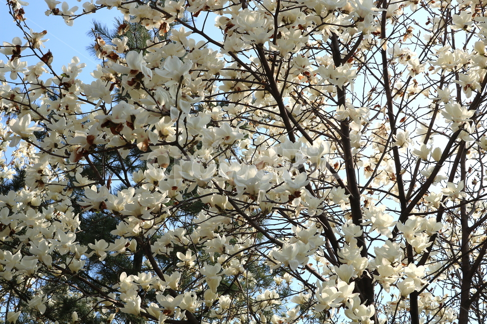 목련,꽃,목련꽃,나무,식물,흰꽃,봄,자연,식물,자연,plants,nature,꽃,flower
