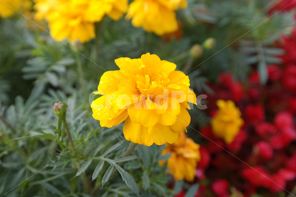 꽃,노란꽃,노란색,flower,식물,식물,자연,plants,nature,꽃,flower