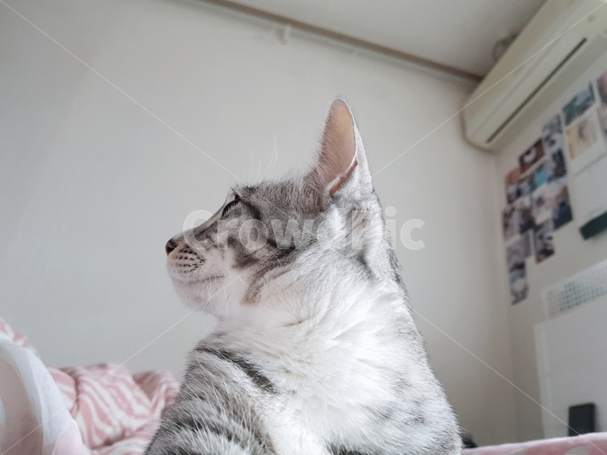 고양이,암컷,믹스묘,흰양말,고등어태비,길냥이,반려동물,가족,pseudoidea,cat,옆모습,줄무늬고양이