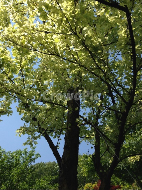 초록,나무,은행,광주,봄,여름,식물,자연,plants,nature,나무,trees,wood