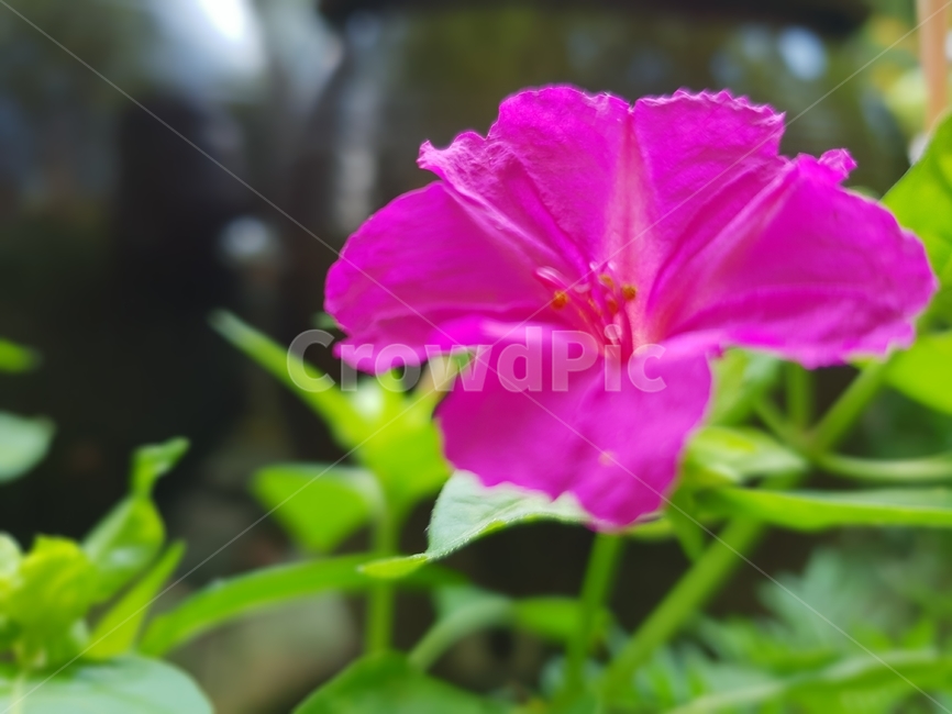 초록,그린,식물,자연,plant,분꽃,nature,plants,green,flower,pink,식물,자연,plants,nature,꽃,flower