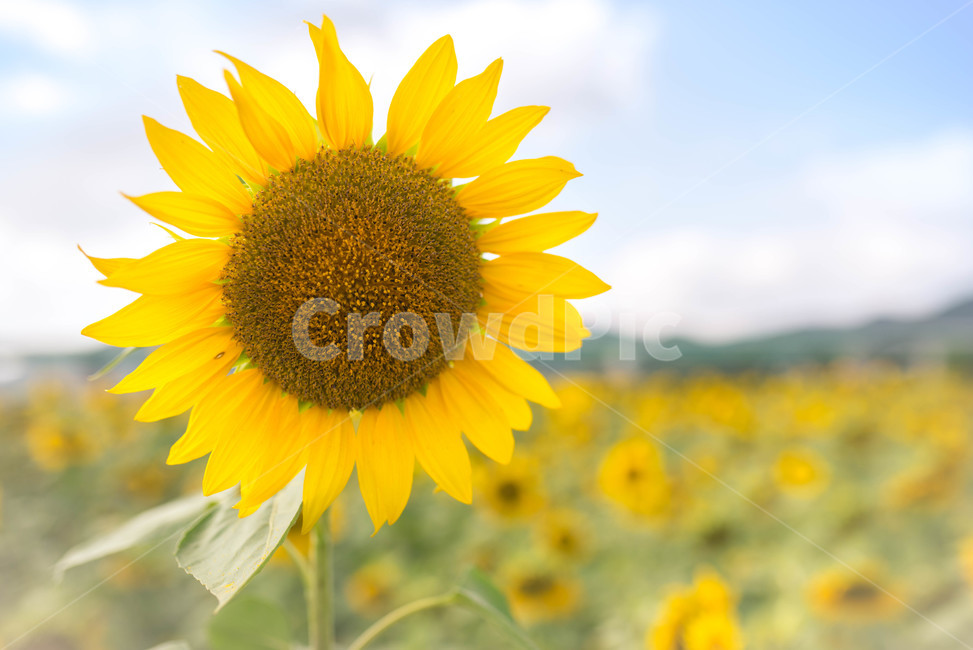 해바라기,sunflower,꽃,꽃밭,노랑,노란색,yellow,green,초록색,하늘,구름,cloud,sky,blue,하늘색,초록,여름,summer