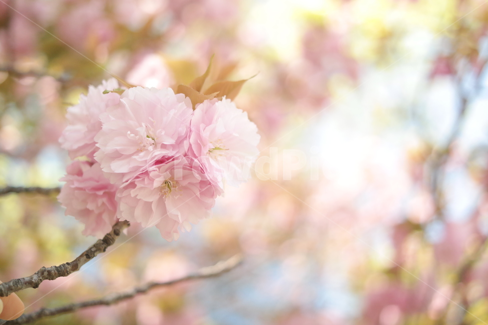plant,식물,blossom,꽃,벚꽃,봄,봄날,spring,사랑,따뜻함,감성,봄,계절,spring,season,식물,자연,plants,nature,꽃,flower