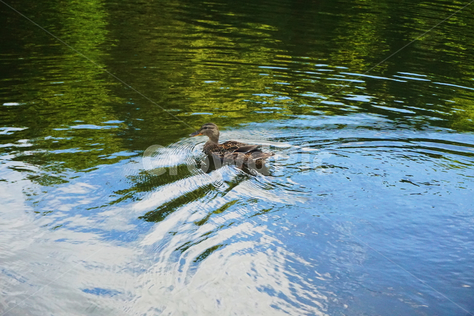 오리,물가,호수,연못,새,물오리,연못가,강가,공원,호수공원,water,물,outdoors,옥외,nature,자연,animal,동물,청둥오리,bird,waterfowl,물새,동물,animal,조류,새,birds