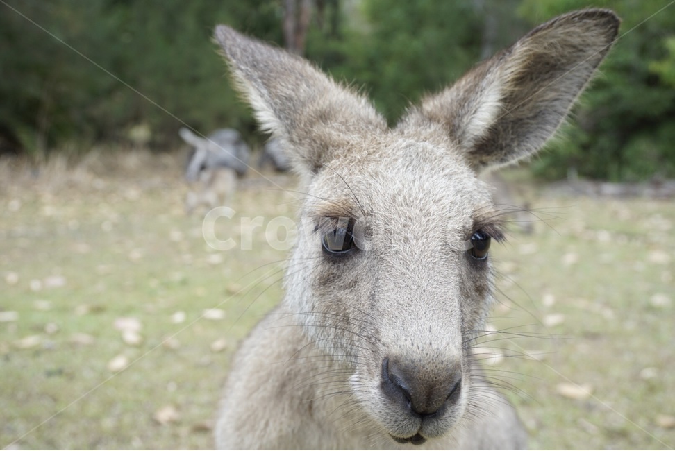 자연,동물,야생,캥거루,nature,animal,wild,kangaroo,시드니,sydney,동물,animal,포유류,mammal