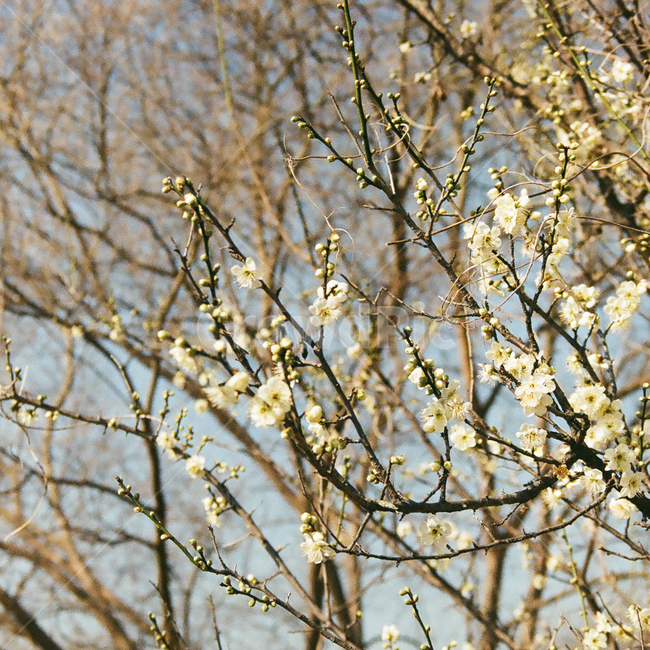 봄,벚꽃,cherryblossom,blossom,flowers,풍경,봄꽃,벚나무,계절,spring,season,식물,자연,plants,nature,꽃,flower,나무,trees,wood,plant,감성,감성사진,빈티지,아날로그,필름,필름사진,필름카메라,film,filmcamera,sensible,feeling