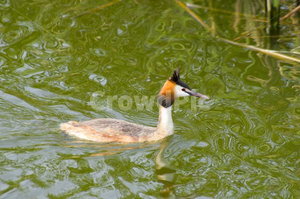 뿔논병아리,greatcrestedgrebe,새,조류,논병아리,호수,여름,연못,물가,감성,계절,자연
