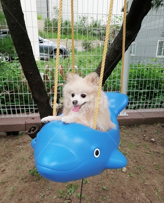 포메라니안,반려동물,반려견,강아지,그네,애견카페,귀염둥이