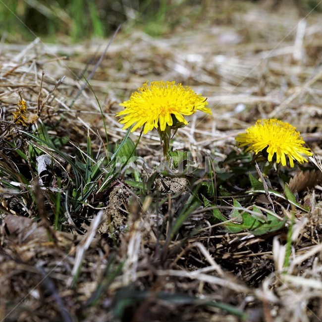 민들레,노랑,봄,꽃,계절,dandelion,spring,flower,bloom,yellow,life,생명,봄소식,식물,자연,plants,nature,꽃,flower