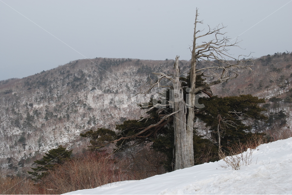 함백산,태백시,나무,눈,탐방로,겨울,계절,winter,season,자연,풍경,nature,landscape,한국자연풍경,한국자연경관,korea nature landscape,tree,plant,식물,outdoors,옥외,abies,아비,fir,전나무