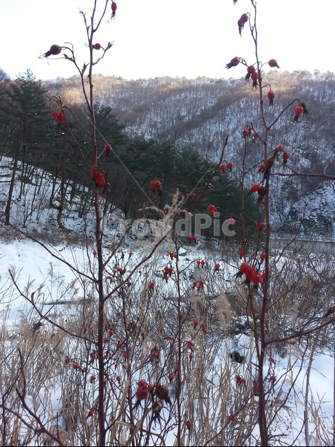 해당화,해당화꽃,해당화열매,야생해당화,자연산해당화,자연산해당화열매,야생해당화꽃,식물,자연,plants,nature,꽃,flower