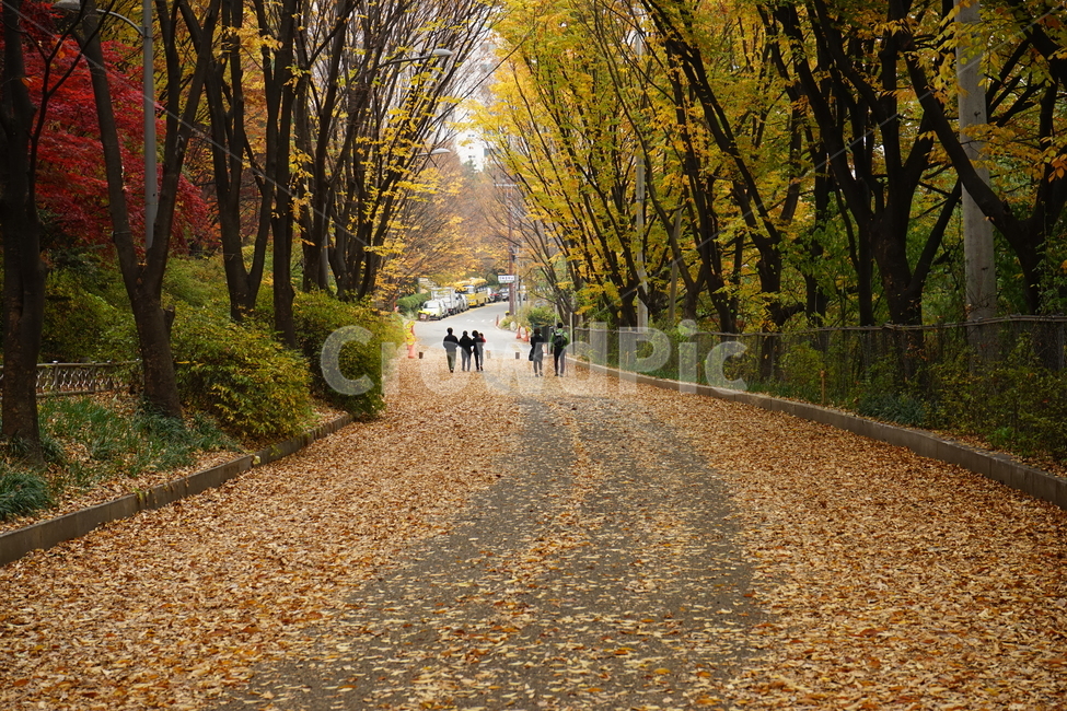 안산,자락길,가을,자연,낙엽,고엽,산책,forest,woods,nature,fallenleaves,sentiment,solitary,friend,힐링,휴식,시원함,고요함,healing,relaxation,cool,calm,느낌,감성,가을풍경,산책길,숲터널,산책로,느티나무,가을감성,가을,계절,fall,autumn,season,자연,풍경,nature,landscape,ground,바닥,gravel,자갈,dirt road,흙길,road,도로,tree,나무,plant,식물