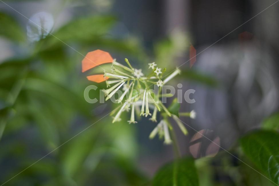 꽃,야래향,배경,휴식,향기,식물,flower,plant,식물,자연,plants,nature,꽃,flower