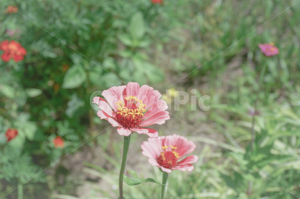 색감,꽃,정원,식물,들꽃,핑크,야생화,자연,초록,color,flower,garden,plant,nature,green,greenery,wildflower,pink,식물,자연,plants,nature,꽃,flower