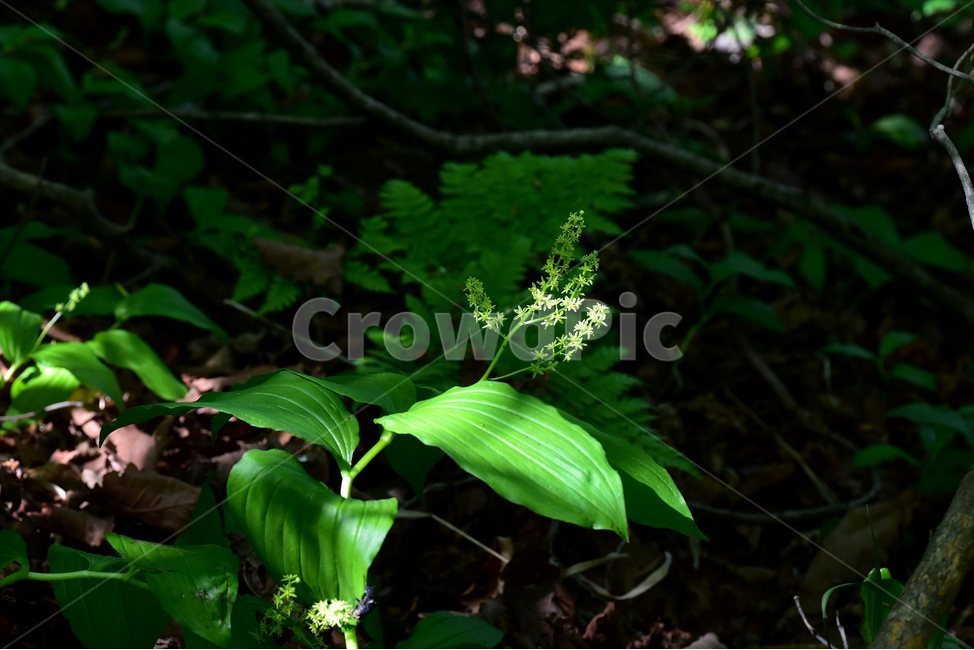 자주솜대,야생화,꽃,식물,자연,생태,플라워,flower,plants,nature,식물,자연,plants,nature,꽃,flower