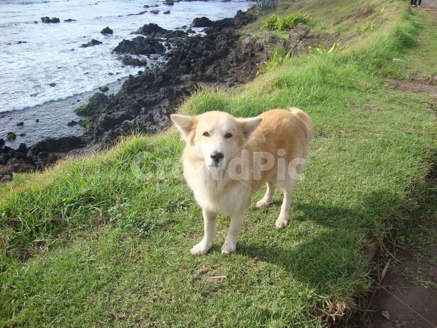 강아지,dog,pet,동물,puppy,개,whitedog,하얀색강아지,믹스견,cutedog,animal,perro,댕댕이,whiteanimal,easterislanddog,anima,강아지아이컨택