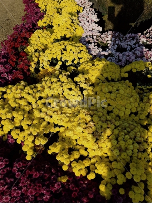 꽃,식물,flower,가을꽃,국화,꽃,flower