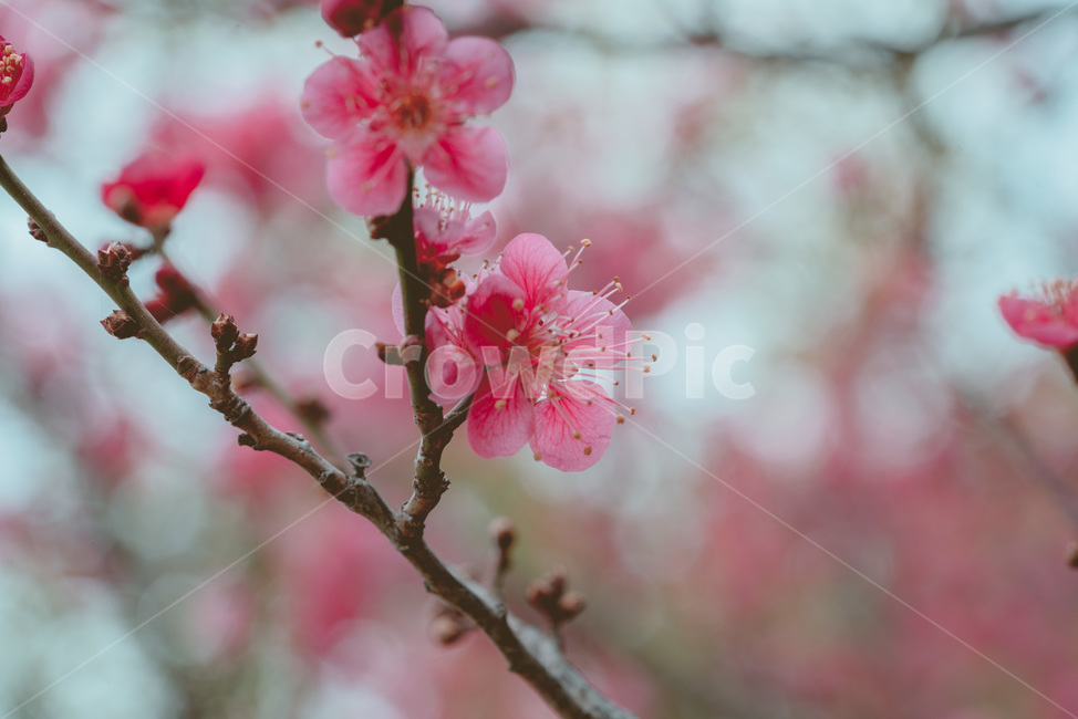 꽃,홍매화,매화,매화꽃,분홍꽃,봄,계절,spring,season,식물,자연,plants,nature,꽃,flower,감성,sensible,feeling,plant