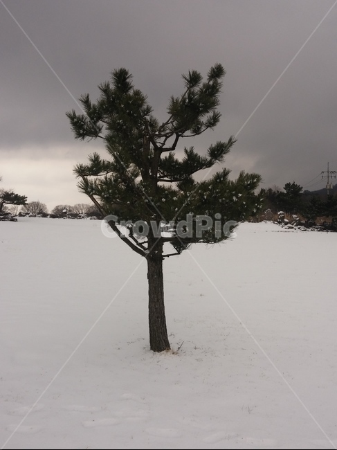 눈밭,나무,제주도,한라산,산,겨울,계절,winter,season,식물,자연,plants,nature,나무,trees,wood