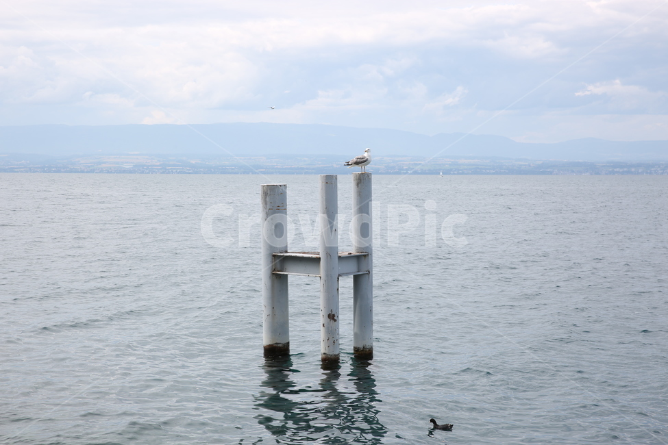 water,물,갈매기,gull,seagull,동물,animal,조류,새,birds
