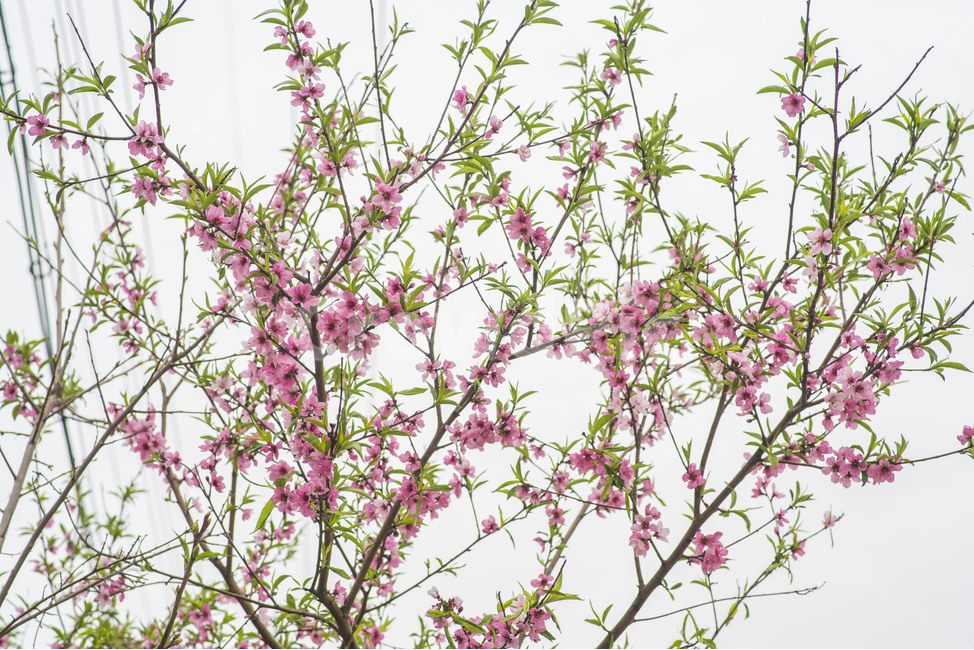봄,봄꽃,꽃,복사꽃,나무,식물,자연,plants,nature,꽃,flower