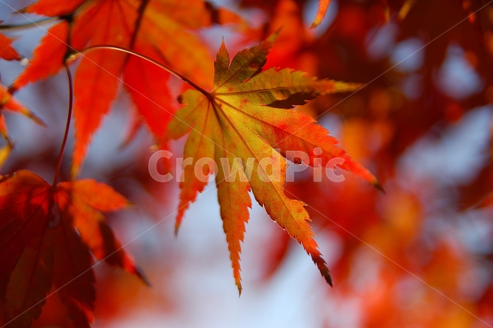 단풍,단풍잎,가을,빨강,화려함,Colorful,Autumn,계절,season,가을,계절,fall,autumn,season,식물,자연,plants,nature,leaf,잎,plant,tree,나무