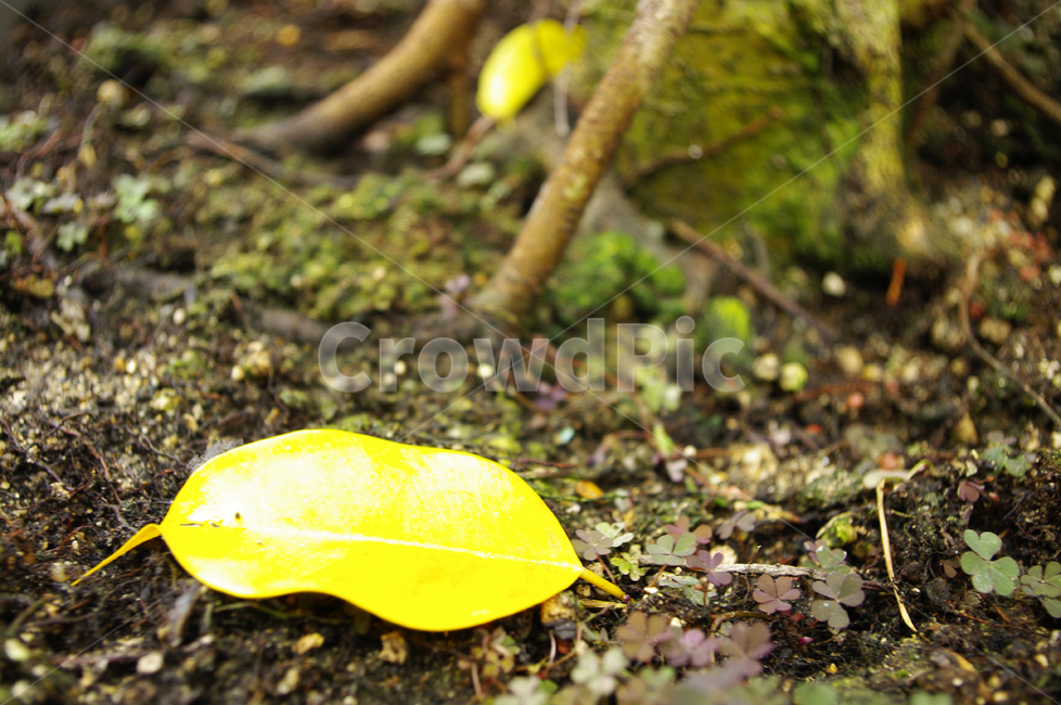 흙,잎,나무,낙엽,식물,가을,계절,fall,autumn,season,leaf,plant,ground,바닥