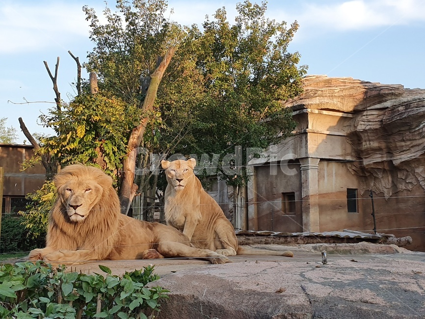 사자,lion,야생동물,wildlife,animal,동물,포유류,mammal
