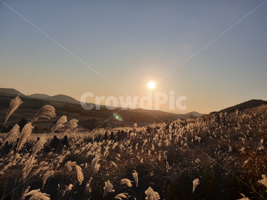노을,갈대,sunlight,야외,풍경