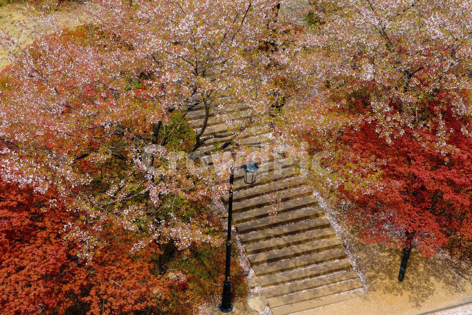 Cherry Blossom,stair,stairs,cherryblossom,tree,spring,Maple tree,background,plant,sight,park