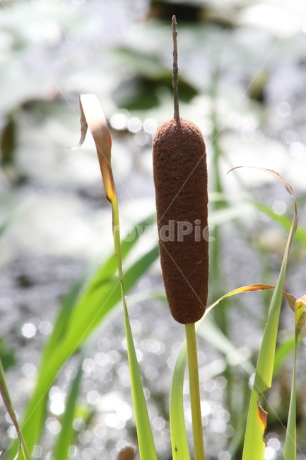 부들,감포,식물,cattail,수생식물,식물,자연,plants,nature