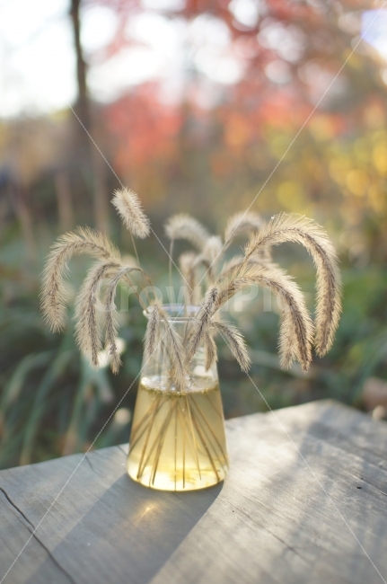 A yard full of sunlight,Water bottle,foxtail,winter,table