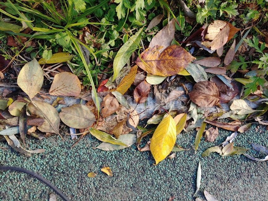 낙엽,가을,길,여유,잎,가을,계절,fall,autumn,season