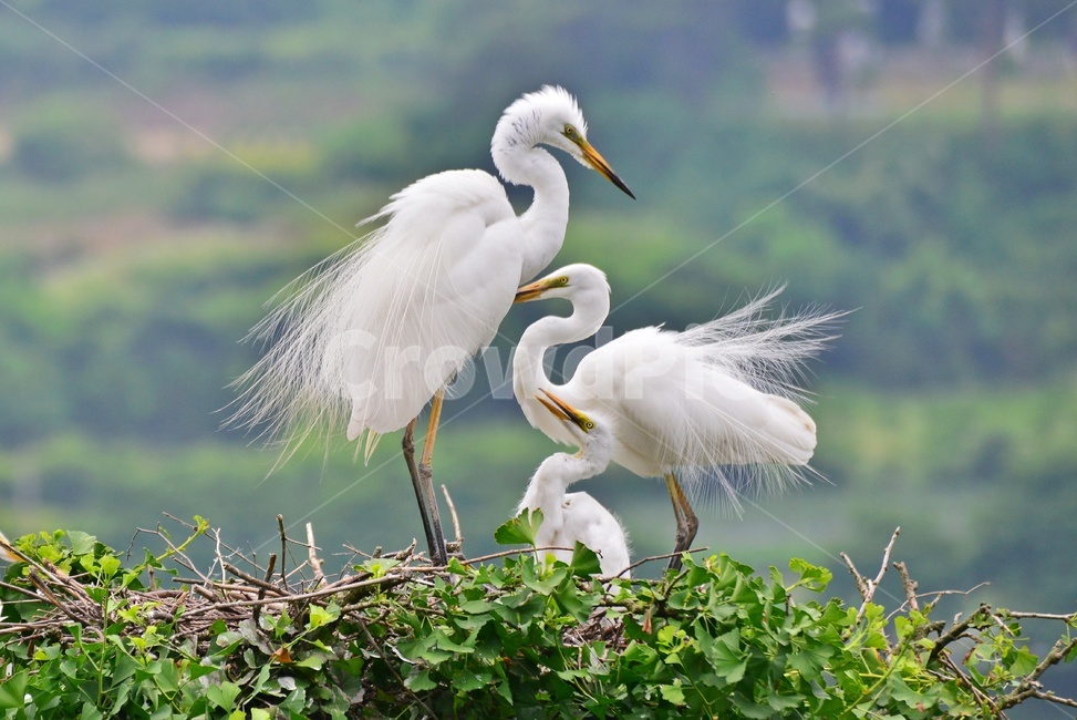 전북,임실,백로,백로부부,백로부부사랑,백로육추,bird,waterfowl,물새,stork,황새,동물,animal,조류,새,birds