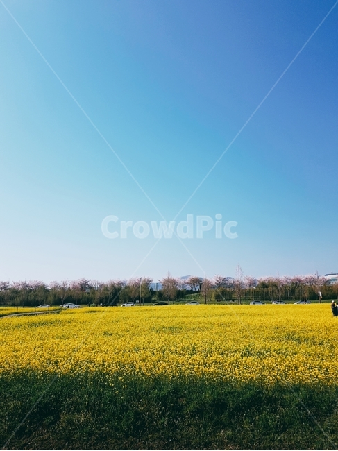 하늘,유채꽃,대저생태공원,대저,꽃,봄,계절,spring,season,자연,풍경,nature,landscape,outdoors,옥외,grassland,목초지,field,들,farm,농장,rural,농촌,meadow